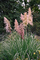 Pink Pampas Grass (Cortaderia selloana 'Rosea') at Lakeshore Garden Centres