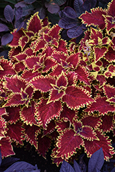 Copperhead Coleus (Solenostemon scutellarioides 'Copperhead') at Lakeshore Garden Centres