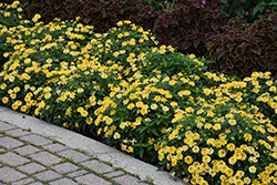 Havana Yellow Lantana (Lantana 'Havana Yellow') at Lakeshore Garden Centres