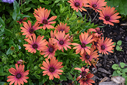 Serenity Bronze African Daisy (Osteospermum 'Balseronze') at Lakeshore Garden Centres