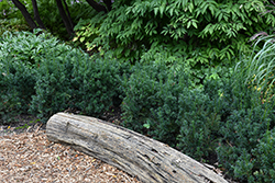 Morden Upright  Japanese Yew (Taxus cuspidata 'Morden Upright') at Lakeshore Garden Centres