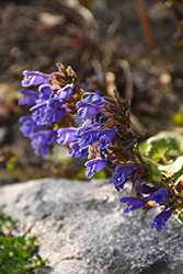 Dragonhead (Dracocephalum grandiflorum) at Lakeshore Garden Centres