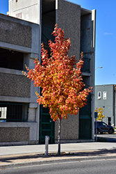 Lord Selkirk Sugar Maple (Acer saccharum 'Jefselk') at Lakeshore Garden Centres