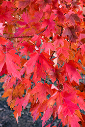 Regal Celebration Maple (Acer x freemanii 'Regal Celebration') at Lakeshore Garden Centres