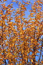 Ming Cherry (Prunus maackii 'Ming') at Lakeshore Garden Centres