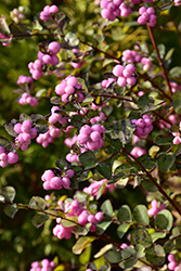 Pinky Posy Snowberry (Symphoricarpos 'Kolmapinpos') at Lakeshore Garden Centres