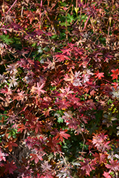 Bloody Cranesbill (Geranium sanguineum) at Lakeshore Garden Centres