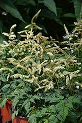Goatee Goatsbeard (Aruncus 'Goatee') at Lakeshore Garden Centres