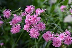 Petite Jenny Ragged Robin Campion (Lychnis flos-cuculi 'Petite Jenny') at Lakeshore Garden Centres