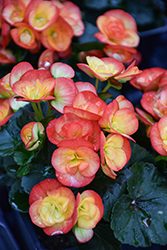 Carneval Begonia (Begonia x hiemalis 'Carneval') at Lakeshore Garden Centres