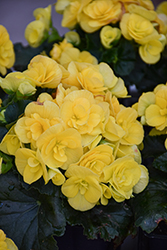 Solenia Yellow Begonia (Begonia x hiemalis 'Solenia Yellow') at Lakeshore Garden Centres