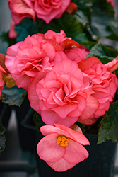 Solenia Dusty Rose Begonia (Begonia x hiemalis 'Solenia Dusty Rose') at Lakeshore Garden Centres