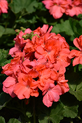 Mojo Salmon Geranium (Pelargonium 'Mojo Salmon') at Lakeshore Garden Centres