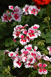 Mojo White Splash Geranium (Pelargonium 'Mojo White Splash') at Lakeshore Garden Centres