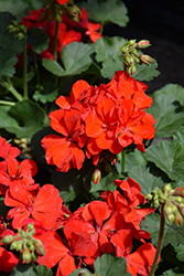 Mojo Scarlet Geranium (Pelargonium 'Mojo Scarlet') at Lakeshore Garden Centres