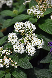 Marino White Heliotrope (Heliotropium arborescens 'KLEHA14006') at Lakeshore Garden Centres
