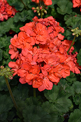 Savannah Coral Geranium (Pelargonium 'Savannah Coral') at Lakeshore Garden Centres