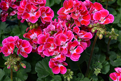 Savannah Hot Pink Sizzle Geranium (Pelargonium 'Savannah Hot Pink Sizzle') at Lakeshore Garden Centres