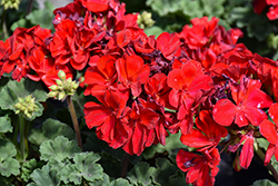 Savannah Hot Rod Red Geranium (Pelargonium 'Savannah Hot Rod Red') at Lakeshore Garden Centres