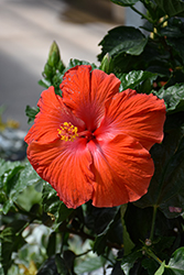 President Hibiscus (Hibiscus rosa-sinensis 'President') at Lakeshore Garden Centres