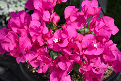 Vera Deep Purple Bougainvillea (Bougainvillea 'RPBOUG 327') at Lakeshore Garden Centres