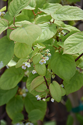 Variegated Hardy Kiwi Vine (Actinidia kolomikta) at Lakeshore Garden Centres