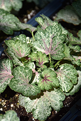 Snowy Panky Coral Bells (Heuchera 'Snowy Panky') at Lakeshore Garden Centres