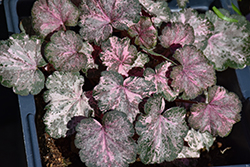 Pinky Panky Coral Bells (Heuchera 'Pinky Panky') at Lakeshore Garden Centres