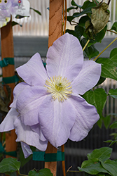 Louise Rowe Clematis (Clematis 'Louise Rowe') at Lakeshore Garden Centres