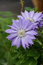Teshio Clematis (Clematis 'Teshio') at Lakeshore Garden Centres