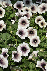 Supertunia Latte Petunia (Petunia 'Supertunia Latte') at Lakeshore Garden Centres