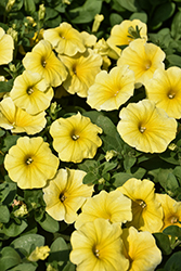 Caliburst Yellow Petchoa (Petchoa 'PAS1553948') at Lakeshore Garden Centres