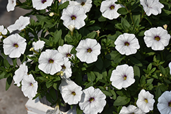EnViva White Petchoa (Petchoa 'KLECA23830') at Lakeshore Garden Centres