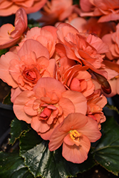 Solenia Salmon Coral Begonia (Begonia x hiemalis 'Solenia Salmon Coral') at Lakeshore Garden Centres