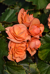 Solenia Apricot Begonia (Begonia x hiemalis 'Solenia Apricot') at Lakeshore Garden Centres