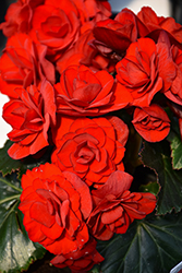 Solenia Red Orange Begonia (Begonia x hiemalis 'Solenia Red Orange') at Lakeshore Garden Centres