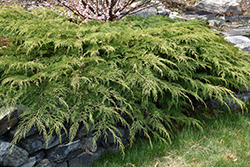 Celtic Pride Siberian Cypress (Microbiota decussata 'Prides') at Lakeshore Garden Centres