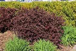 Sunjoy Really Red Japanese Barberry (Berberis thunbergii 'NCBX3') at Lakeshore Garden Centres