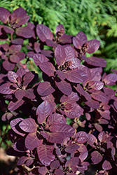 Velveteeny Purple Smokebush (Cotinus coggygria 'Cotsidh5') at Lakeshore Garden Centres