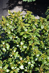 Strongbox Inkberry Holly (Ilex glabra 'ILEXFARROWTRACEY') at Lakeshore Garden Centres