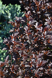 Summer Wine Black Ninebark (Physocarpus opulifolius 'SMNPMS') at Lakeshore Garden Centres