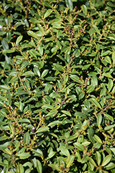 Squeeze Box Inkberry Holly (Ilex glabra 'SMNIGLA') at Lakeshore Garden Centres