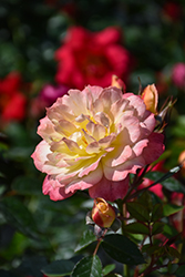 Oso Easy Italian Ice Rose (Rosa 'Chewnicebell') at Lakeshore Garden Centres