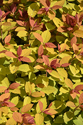 Double Play Big Bang Spirea (Spiraea 'Tracy') at Lakeshore Garden Centres