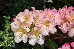 Percy Wiseman Rhododendron (Rhododendron 'Percy Wiseman') at Lakeshore Garden Centres