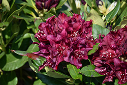 Dark Lord Rhododendron (Rhododendron 'Dark Lord') at Lakeshore Garden Centres