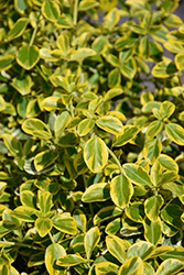Country Gold Wintercreeper (Euonymus fortunei 'Country Gold') at Lakeshore Garden Centres