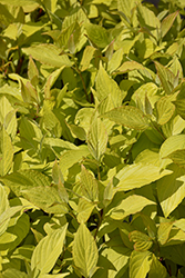Prairie Fire Dogwood (Cornus alba 'Prairie Fire') at Lakeshore Garden Centres