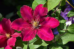Issey Clematis (Clematis 'Evipo081') at Lakeshore Garden Centres