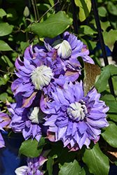 Diamantina Clematis (Clematis 'Diamantina') at Lakeshore Garden Centres